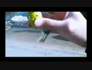 10.29こめ師 雷魚釣り x264.aac.mp4