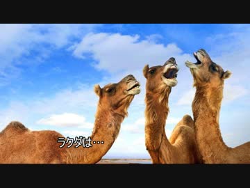 ゆっくり動物雑学「ラクダは…」