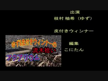 ゆず＆皮付きウィンナーの流木拾い.
