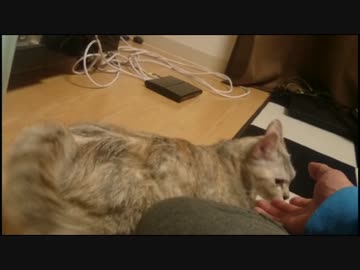 【毎日更新】猫のまさのぶ（♀）日記3日目最終日
