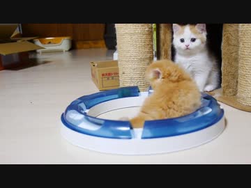 【マンチカンズ】子猫のボール遊び【回想】