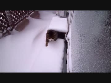 窓開けたら1分でニャンコ