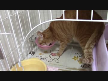 拾いねこ＠生後849/816日　窃盗犯の犯行現場を押さえた動画