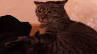 「猫」手をだすと危険です