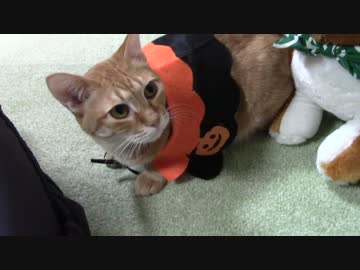 拾いねこ＠生後850/817日　はーろいーん！