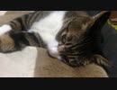 うちの猫の寝姿を撮影してみた