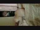 nrx 033.MOVもふもふぷ～ちゃん