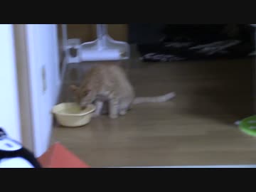 拾いねこ＠生後851/818日　背景と同化しながら水分補給するアコさん