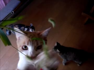 実家の猫に大量の猫じゃらしを投入