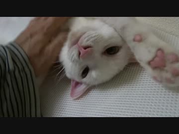 【宇宙猫】保護猫、ひたすらにモフられる