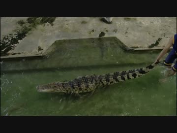 部長とカメラ　世界遺産完全制覇の旅　タイ王国編　第6-3話