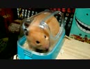 【第31回】キンクマハムスター「ひま」、女の子なのにおしっこブルブル