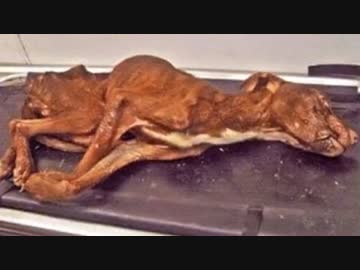 ゴミ箱から発見された犬