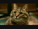 15年間飼っていた猫の思い出と最期