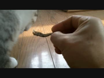 実家の車庫で保護した子猫　カリカリを食べないのでオヤツをあげてみた