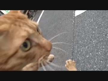 【公園猫戦争】茶トラ猫兄弟のアホの子、公園に連れ戻される