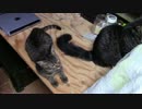 【生後196日】きょうの仔猫【蒼民家の猫々】