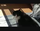 うちの猫達の寝姿を撮影してみた（１１月１日）