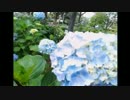 2014年06月13日 あじさいと湖とこもれび通り - あじさい公園