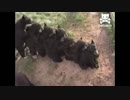 ひとつなぎのくま