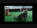 【ねこさんと暮らす】 外は楽し