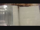 カブトエビ観察日記　2014年11月1日