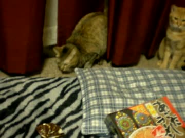 拾いねこ＠生後852/819日　アコツキ無事でした、良かった。