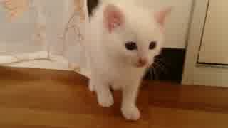 子猫　２０日目