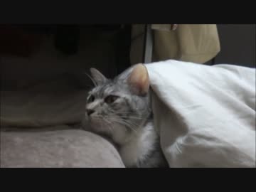 猫と添い寝の夜＆朝