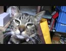 【生後197日】きょうの仔猫【蒼民家の猫々】