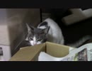 こんしゅうのおやつ【蒼民家の猫々】
