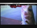 201411.２bikou師シーバス40cm.mp4