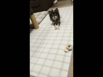 ちょこ（チワワ♂）の変なクセ