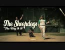 The Sheepdogs - The Way It Is