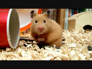 【第33回】キンクマハムスター「ひま」、こっち見んなUC