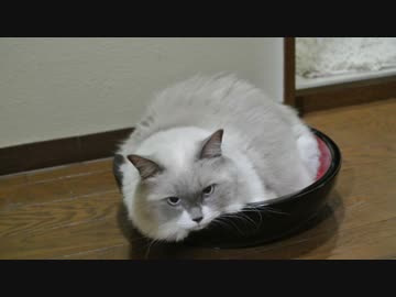 猫　大盛りでください