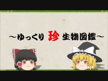 ～ゆっくり　珍　生物図鑑～　第15回 ドワーフ・フェアリー・ミノー