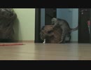 【腰使いが】猫のりきみ具合【ほぼ人間】