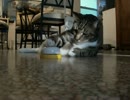 【はよ】ベルを鳴らす猫【出さんかい】