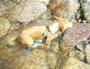 まめたろうの記録20040825-134644