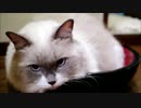 猫大盛り　おかわり