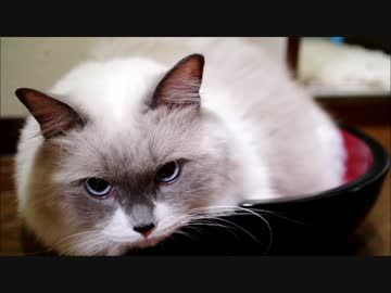 猫大盛り　おかわり