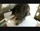 とある田舎の猫事情　～ちび卒業時期の子猫～