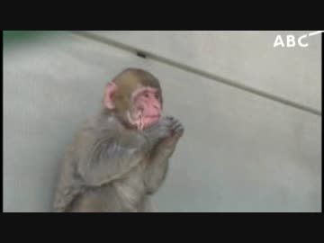 【世界初】早老症のニホンザルを確認