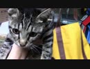 【生後199日】きょうの仔猫【蒼民家の猫々】