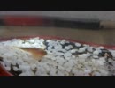 カブトエビ観察日記　2014年11月5日
