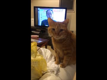 イタズラがばれたのを誤魔化そうとするも上手くいかない猫