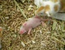 まぅまぅ動画　「静馬（しずま）」　幼児期　其ノ壱
