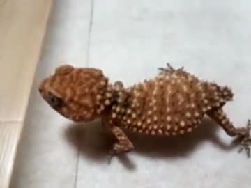 2014-11-04 19.17.59.3gp威嚇する鬼玉ベビー