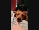 本格的に歌う犬ｗｗｗ